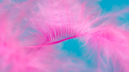 Pink feather on blue background