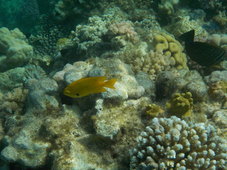 barriera corallina red sea © paolo