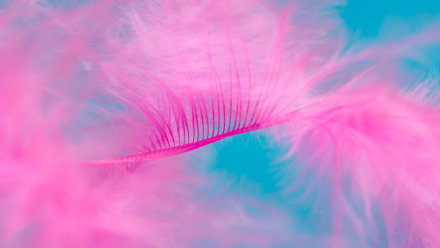 Pink Feather On Blue Background