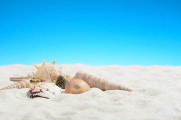 Fototapeta na wymiar Mollusk shells on the white sand beach