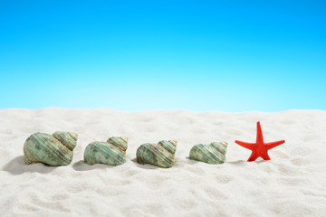 Turquoise snail shells and starfish on white sand beach