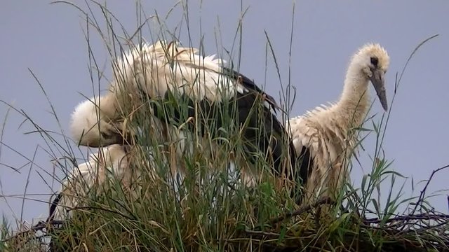 Struppig sehen die drei Jungst&ouml;rche nach einem heftigen Gewitterregen aus (Gro&szlig;aufnahme)