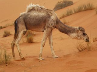 Camel at Merzouga, Morocco