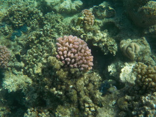 barriera corallina red sea © paolo