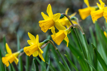 Yellow sunny daffodils