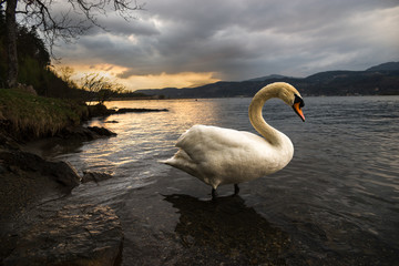 Swan