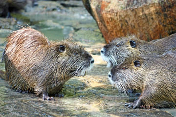 Nutria, semiaquatic rodent