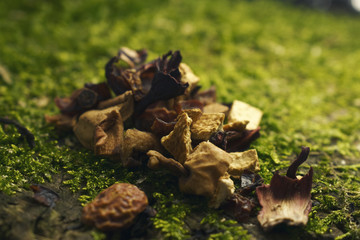 Coffee on green live Moss tree background bio Eco coffee   . raw vegan food. healthy herbs  coffee