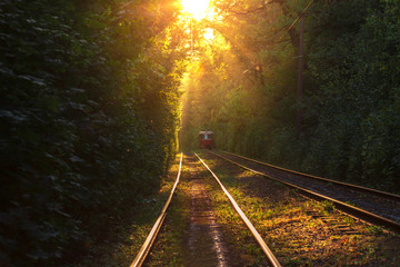 Tram rails in the high forest alley at summer sunset time. Old red tram at the perspective distance.