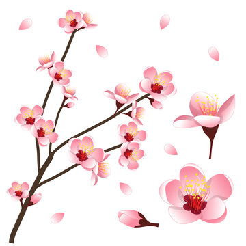 Prunus persica - Peach Flower Blossom. Vector Illustration. isolated on white Background.
