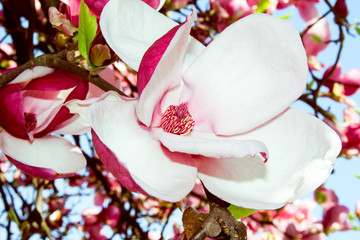 Blooming magnolia tree with big pink flower close-up