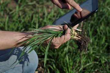 Fototapeta na wymiar Agriculture, farmer examine wheat plant in field using tablet