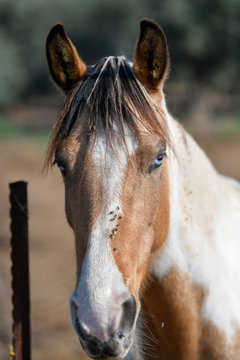 Head horse portrait