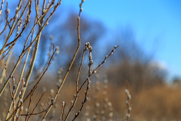 Kidneys on willow branches begin to blossom