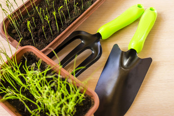 spring training of young plants for the summer period