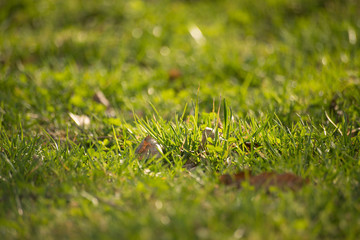 Background green grass
