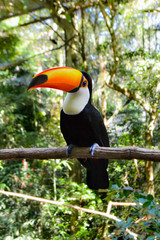 Toucan © katharine