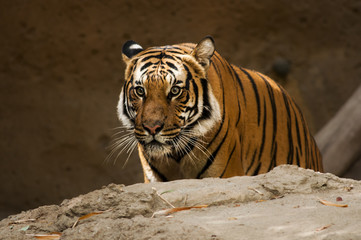 Siberian tiger behind a rock