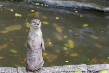 Aonyx animal