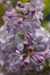 Fototapeta na wymiar Delicate lilac flowers in full bloom during the spring season