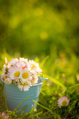 Bouquet with daisies and columbines