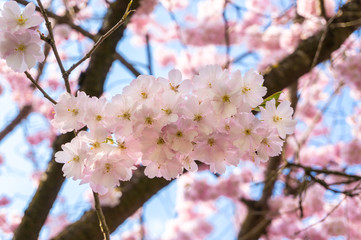 Cherry sakura blossom