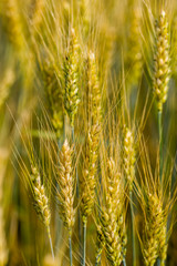 ripening ears of wheat