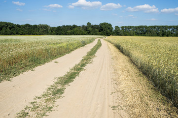 dirt road between two different fields of buckwheat and wheat