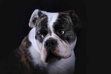 Blick zur Seite - Continental Bulldog (Studio)