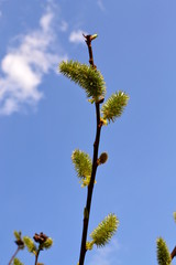 bazie - kotki wierzbowe © robert6666