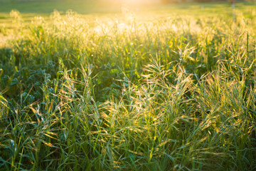 spring grass in sun light background