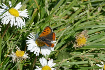Farfalla arancione appoggiata su margherita