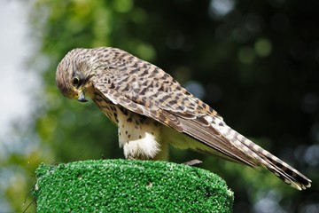 Young Kestrel