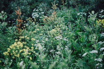 луговые растения