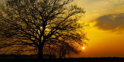 Baumsilhouette im Sonnenuntergang