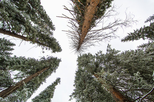 Fototapeta Bottom view of trunks trees in a pine forest.Snow-covered trees