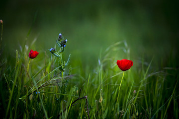 amapolas roja con fondo verde