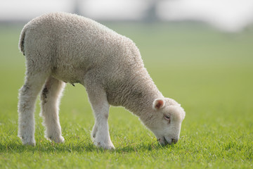 Obraz na płótnie Canvas Sheep, Lamb, Ram, Ovis aries
