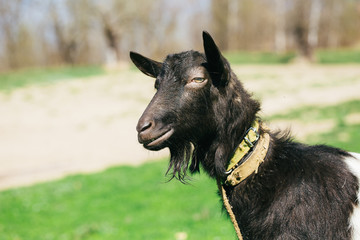 domestic goats outdoor