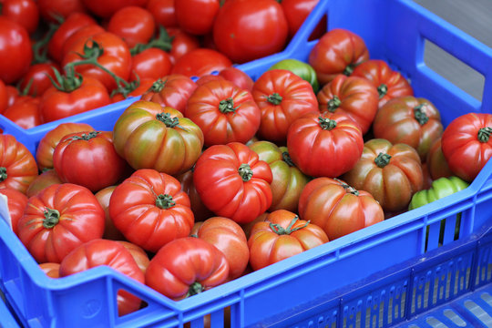 Heirloom tomatoes in blue crate