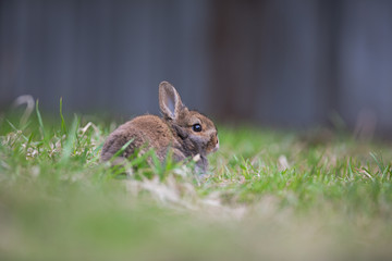 Bunny on the grass