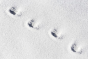 Four footprints of a domestic or a wild animal on the snow