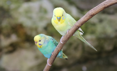 Pair o Parakeets