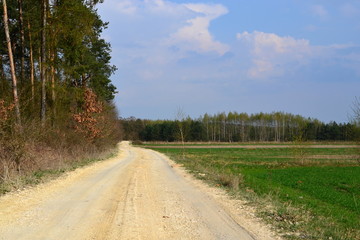 droga wzdłuż lasu