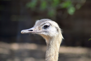 Head of a female ostrich