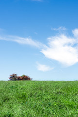 Summer view of the blue sky and green grass