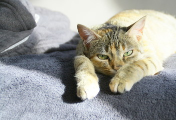 chat tigré,allongé et à moitié endormi sur une couverture au soleil