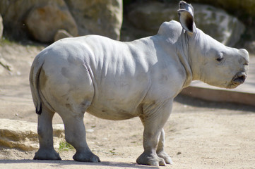 Obraz premium Young rhinoceros on a rock background