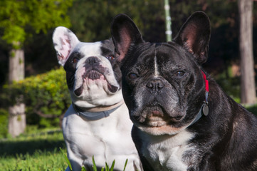 Pareja de perros bulldog