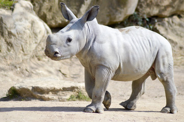 Naklejka premium Small rhinoceros on a rock background